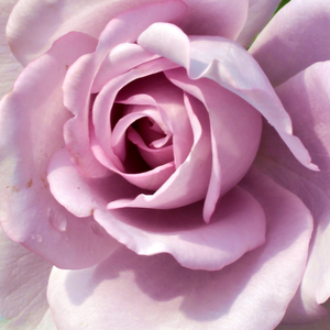 Roses Online Delivery - Purple - hybrid Tea - moderately intensive fragrance -  Mainzer Fastnacht® - Mathias Tantau, Jr. - Not the colour and the perfect flower shape is good, perfect fragrance and it blooms to autumn.